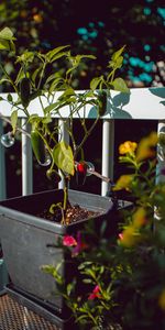 Pepper,Bush,Plant,Miscellanea,Miscellaneous,Pot,Decorative