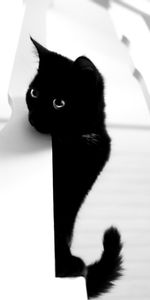 Pet,Bw,Animals,Chb,Cat