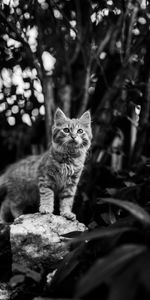 Pet,Bw,Animals,Kitten,Kitty,Animal,Cat,Chb