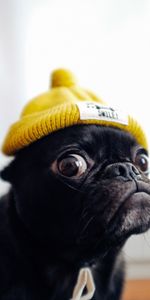 Chien,Casquette,Animal Domestique,Drôle,Carlin,Animaux