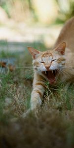 Animales,Mascota,Colmillos,Lengua Saliente,Lengua Pegada Hacia Fuera,Gato