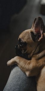 Pet,French Bulldog,Animals,Dog,Brown