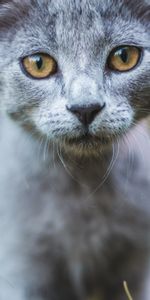 Pet,Grey,Sight,Opinion,Animals,Cat