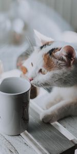 Una Taza,Mascota,Visión,Animales,Taza,Opinión,Gato