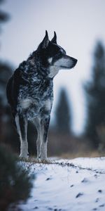 Opinion,Animal Domestique,Vue,Nature,Neige,Animaux,Chien