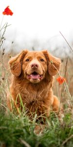 Animales,Flores,Perro,Mascota,Lengua Saliente,Lengua Pegada Hacia Fuera,Retriever,Perdiguero