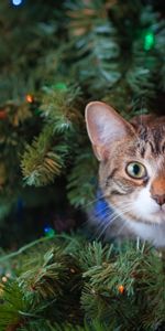 Animal Domestique,Vue,Opinion,Sapin De Noël,Nouvel An,Arbre De Noël,Animaux,Chat