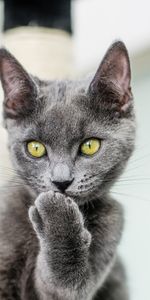 Pet,Sight,Opinion,Paw,Animals,Grey,Cat,Funny