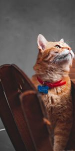 Animaux,Animal Domestique,Opinion,Roux,Collier,Col,Vue,Chat