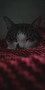 Pet,Sleep,Blanket,Animals,Cat,Dream