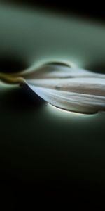 Petal,Water,Macro