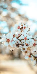 Petals,Branch,Flowering,Flowers,Bloom