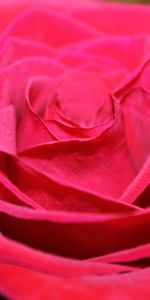 Petals,Bud,Close Up,Red Rose,Flowers