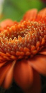 Macro,Gerbera,Pétales