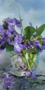 Petals,Glass,Flowers