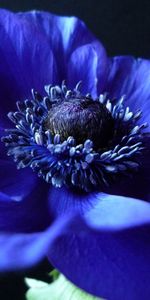 Petals,Macro,Background,Flower,Dark