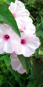 Petunia,Flowers,Close Up,Greens