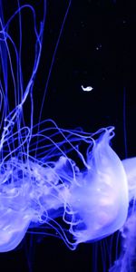 Phosphorus,Luminous,Animals,Jellyfish