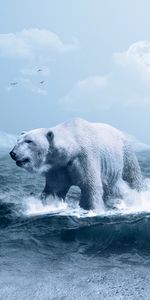 Photoshop,Polar Bear,Animals,Waves,Ocean