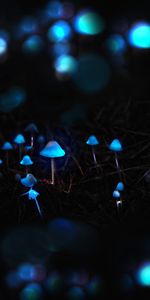 Photoshop,Toadstools,Grebe,Mashrooms,Glow,Dark