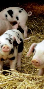 Pigs,Animaux