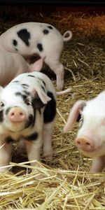 Pigs,Young,Small,Cubs,Hay,Animals