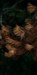 Pine,Branch,Needles,Dry,Cone,Bump,Nature