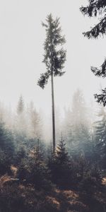 Pin,Nature,Forêt,Brouillard,Conifère,Arbres