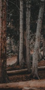 Pine,Forest,Nature,Trees,Trunks