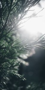 Pine,Macro,Blur,Smooth,Branch,Sunlight