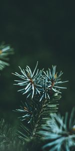 Pin,Macro,Aiguilles,Branche