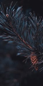 Pine,Macro,Branch,Needles,Cone,Bump