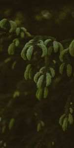 Pine,Macro,Wood,Tree,Branches,Needles,Evergreen