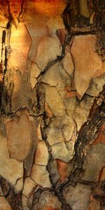 Pine,Macro,Wood,Tree,Texture,Textures,Bark