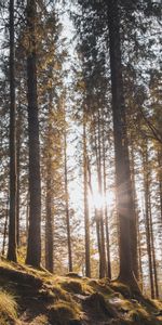 Árboles,Sol,Pino,Luz De Sol,Luz Del Sol,Naturaleza,Bosque