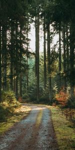 Pine,Nature,Trees,Road,Forest