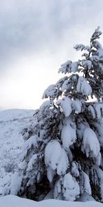 Pin,Lourdeur,Nature,Gravité,Neige