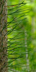 Pin,Bois,Arbre,Aiguilles,Nature