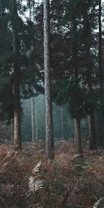 Pine,Trees,Grass,Nature,Forest