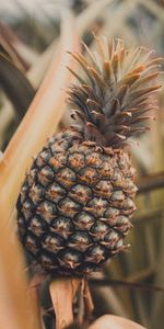 Pineapple,Food,Plant,Tropical,Leaves,Fruit