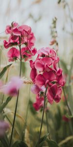 Pink,Blur,Smooth,Flowering,Geranium,Flowers,Bloom