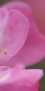 Briar,Pétales,Couleur,Une Rose,Fleur,Macro,Rose