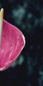 Pink,Bud,Flowers,Flower