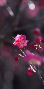 Pétales,Buisson,Fleur,Source,Fleurs,Floraison,Rose,Printemps