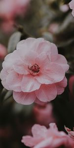 Pink,Bush,Flowers,Petals,Wild Rose