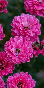 Pink,Chrysanthemum,Plant,Flowering,Bloom,Flowers