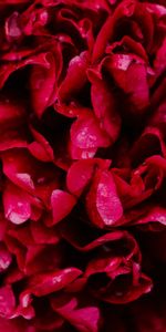 Pink,Drops,Macro,Petals