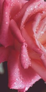 Pink,Drops,Rose,Dew,Macro,Rose Flower