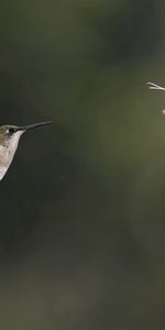 Animales,Rosa,Verduras,Flor,Insecto,Abeja,Pájaro,Colibríes,Rosado