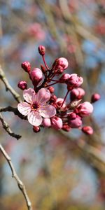 Pink,Flower,Bloom,Flowering,Flowers,Spring